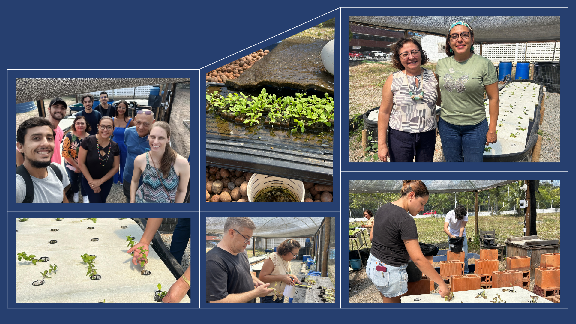 Sistema automatizado de Aquaponia combina aquicultura e hidroponia na produção de alimentos Fotos: Aline Lins